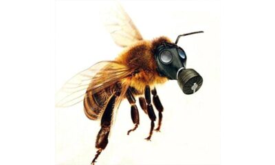 Abejas