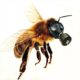 Abejas