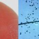 Chip RFID