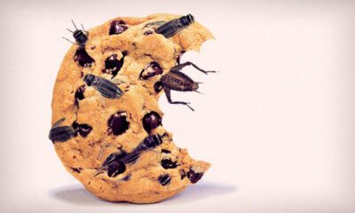insectos