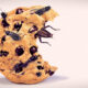 insectos