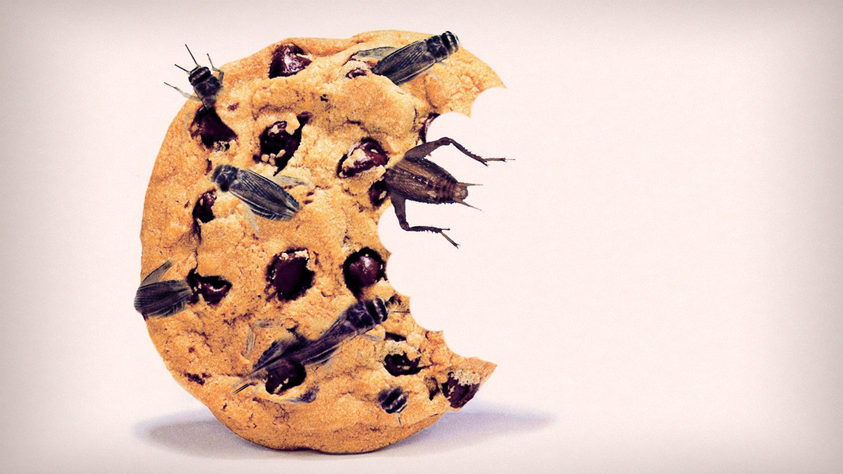 insectos